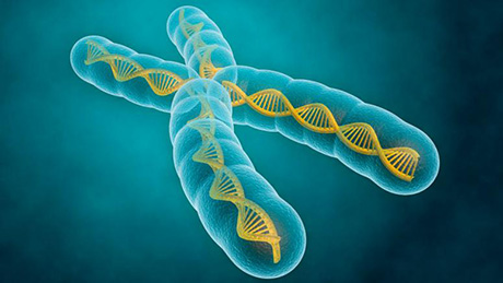 Fundamentals of Genetics: The Genetics You Need To Know